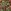 Morris & Co. Green Floral Lodden Print
