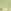 Oriental Green Olive