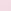 Pink Tulip