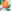 Dark Orange Green
