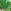 Moss green