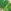 Green Dark