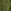 Khaki Green Burnout