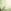 Ecru/Green Palm