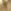 Gold Tone