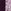 Plum Purple