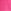 Rosa Fushsia