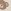 Ecru Cream Bear