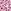 Pink Leopard