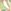 Olive  Blush