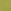 Green Bird