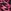 Pink Animal