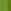 Eucalyptus Mint