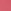Carnation
