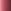 Camellia