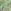 Green Floral