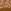 Gingersnap