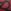 Ravishing Ruby Icon