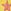 Ochre Yellow Stars