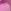 Pink Kiwi Berry