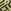 Khaki Green Geo Print