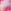 Pink Floral Blurred
