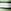 Green/Pink Stripe