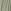 Green Stripe