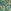 Tropical Teal