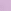 Jasmine Purple