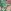 Green  Pink