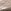 ذهبي وردي