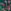 Green/Pink