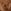 Tan Brown Deer