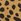 Animal - Dune London Slim Beaut Hard Clutch Bag