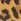 Brown Leopard Print Oliver Bonas Square Toe Suede Fisherman Sandals