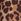 Animal Print River Island Stripe Trousers
