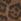 Brown Leopard Print Yours Curve Buckle Detail Mary Jane Flats