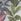 Fantasy Rainforest Leaves Multi 10m Wallpaper