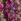 Pink Seasalt Cornwall 3/4 Sleeve Cotton Tunic