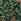 William Morris At Home Compton 10m Wallpaper