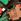 Black/Green Minecraft Warm Lined Slipper Clogs