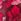 Red Pour Moi Rhea Luxe Embroidered Full Cup Bra