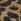 Animal Zig+star Jett Barefoot Infant Shoes