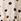 Black/White Spot 100% Cotton Short Sleeve Peplum T-shirt (3mths-7yrs)