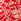 Red Ditsy Floral Print Pull On Jersey Shorts (3-16yrs)