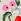 Ecru Cherry - Cath Kidston ארנק עם רוכסן, %100 כותנה