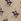 Khaki Green Regular Polo Ralph Lauren Bear Print Cotton Shorts