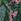 verde model tropical - Love & Roses Mesh Midaxi Halterneck Dress