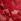 Red Pour Moi India Bold Floral Embroidery Non Pad Bra